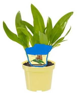 10 PIANTE DI AGLIO ORSINO SU VASO CM 12