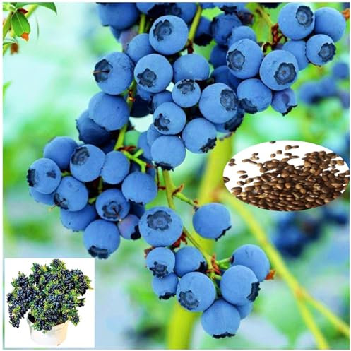 100 Graines de Myrtilles à Planter - Fruits Sucrés et Acidulés, Germination Rapide, Plante en Pot pour Jardin Intérieur/Extérieur, Non-OGM (Graines de myrtille)