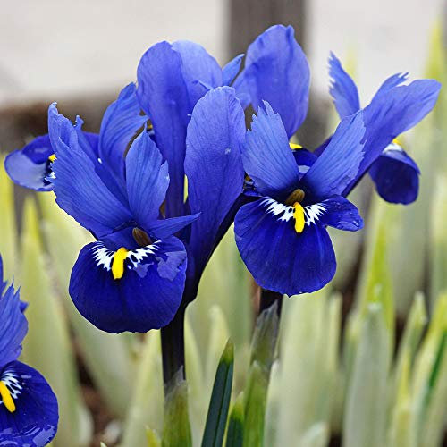 50 x Iris Reticulata Harmony Bulbs