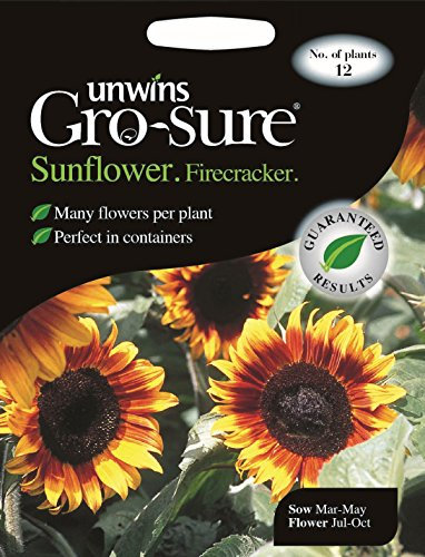 Unwins Pictorial Packet - Sunflower Firecracker F1-12 Seeds