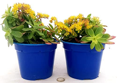 POWERS TO FLOWERS - SEDUM PALMIERI, 2 PIANTE, VASO 14CM DIAMETRO, piante vere
