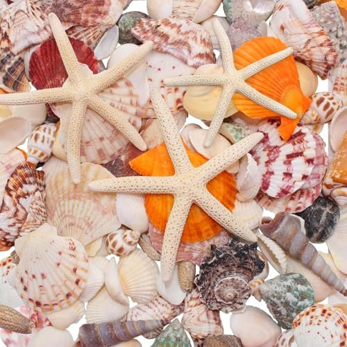 Celestia Conchas Marinas Mixtas Y Estrellas de Mar Naturales, 2 Cm-12 Cm Conchas Marinas de Playa de Diversos Tamaños Y Estrellas de Mar para Fiesta Temática de Playa, Decoración de Boda, Manualidades