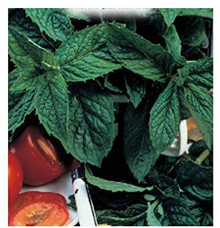 10 C.ca Graines de menthe - Mentha spicata - Dans l'emballage d'origine - Fabriqué en Italie - Arômes