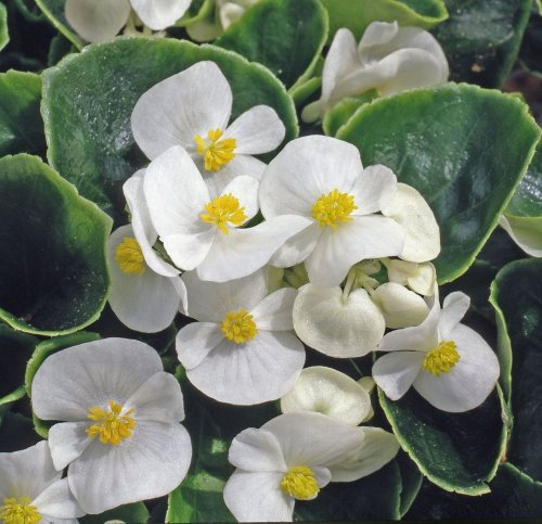 Just Seed - Flower - Begonia semerflorens - Heavens White F1-100 Pelleted Seeds - Large Pack
