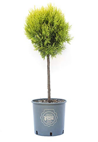 Vannucci Piante - Thuja orientalis Aurea Nana, Mini Alberetto, Pianta vera in vaso, Conifera, Pianta da terrazzo