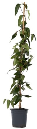 Plant in a Box - Lonicera henryi 'Beauté du cuivre' - Chèvrefeuille de Henry - Plante de jardin - Plante grimpante - Jaune - ⌀17cm - Hauteur 110-120cm