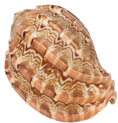 MZRAN Coquilles de harpe naturelles de 7,1 à 9,9 cm - Grand coquillages pour fête sur le thème de la plage, décorations d'intérieur, poissons pour aquarium, décorations de coquillages