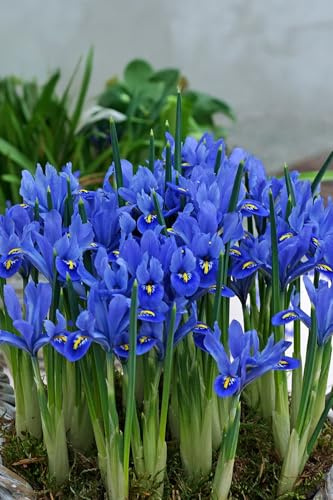 Iris Reticulata Alida 20 Bulbs Ready for Planting Now in UK Autumn Outdoor Gardens by Jamieson Brothers