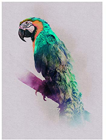Komar Wandbild | Animals Paradise Parrot | Poster, Bild, Wohnzimmer, Schlafzimmer, Dekoration, Kunstdruck | ohne Rahmen | P083B-30x40 | Größe: 30 x 40 cm (Breite x Höhe)