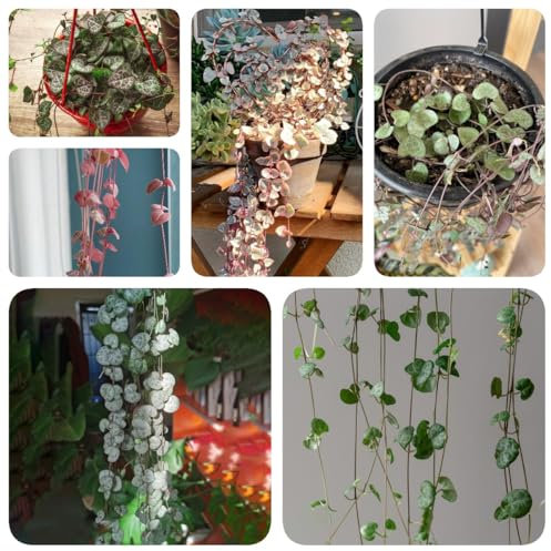 250 pcs Ceropegia woodii Samen, gewächshaus balkon bonsai baum Leuchterblume Samen, balkon deko blumendeko deko pflanze blumensamen gastgeschenk bonsai topf baumsamen dekoration wohnzimmer
