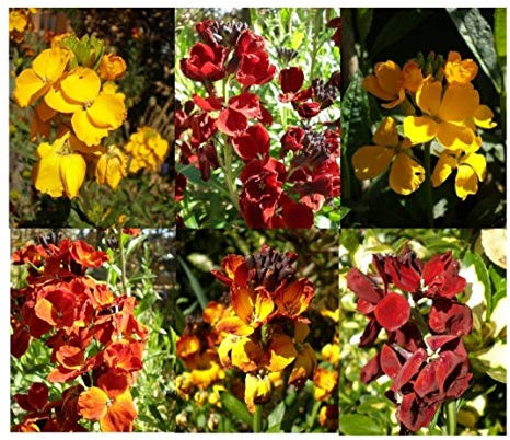PREMIER SEEDS DIRECT WallFlower English - Bedding Mixed - 1800 Seeds