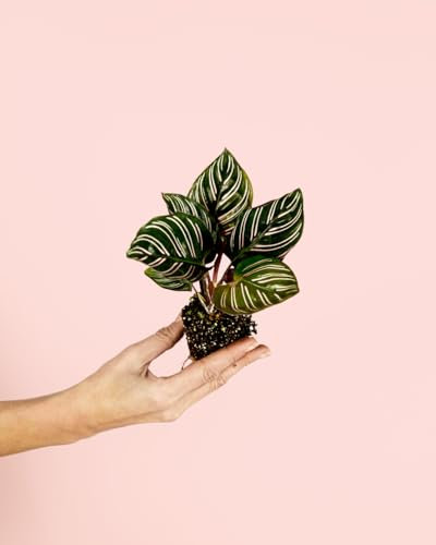 PUR PLANT Calathea Ornata | Planta Natural Tropical De Interior Pet Friendly y Purificadora | Hojas Oscuras Con Líneas Rosadas | Elegante, Rara y Resistente | Maceta De Ø5 cm