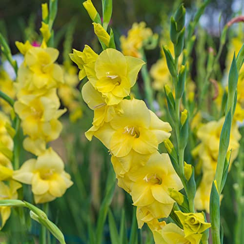 Gladiolen Zwiebeln Blumen Geschenk Gartenpflanzen Winterhart MehrjäHrig Balkon Blumenzwiebeln FrüHblüHer Bodendecker Winterharte Pflanzen FüR Garten Stauden 6 Gelb Gladiolen Blumenzwiebeln