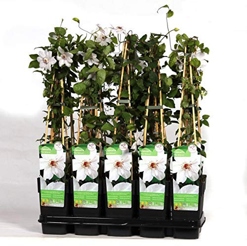 Clematis Miss Bateman ca. 30 cm – Winterharte Kletterpflanze mit großen weißen Blüten – Perfekt für Garten, Pergola & Rankhilfen