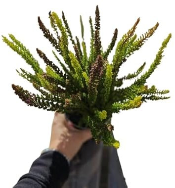 Calluna Mediterránea Planta Arbustiva Ornamental y de Poco Riego