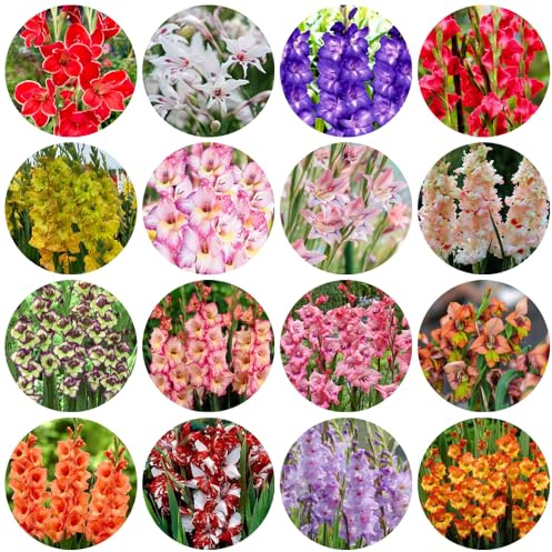 bulbos de gladiolosa resistente - decoración jardín interior exteriores balcón 10pcs