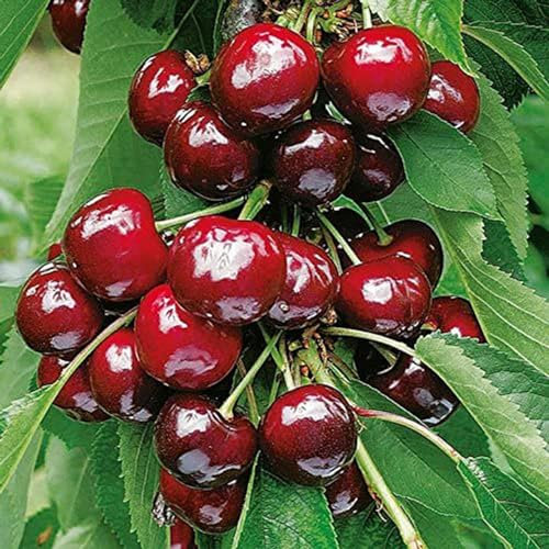 kiskick 50 Unids/bolsa Semillas de Cereza Productivas Fáciles de Cultivar Mini Semillas de Cerezo Rojo Silvestre para Semillas de Granja para Plantar Verduras y Frutas semillas de cereza