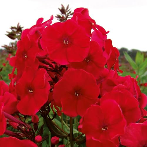 Pianta vera di Phlox paniculata Adessa Red - Diametro Vaso Ø 19 cm