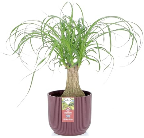 KENTIS - Beaucarnea Nolina Recurvata - Piante da Interni Vere - H 30-40cm Vaso Ø 14 cm - Mangiafumo