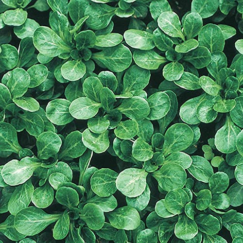Buy4seeds 800 Seeds Corn Salad Lambs Lettuce Mache Useful for Garden and Outdoor