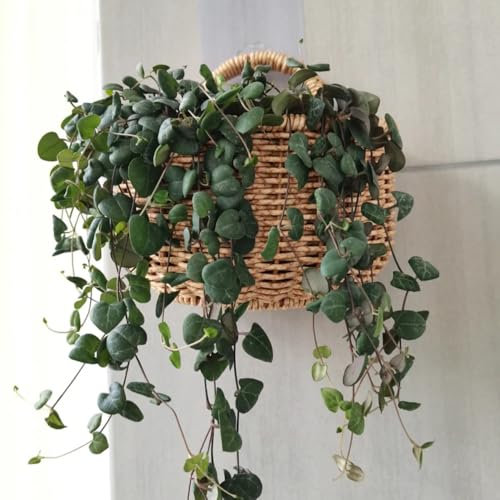 leuchterblume ceropegia woodii samen winterharte pflanzen für balkon leuchterblume kaufen winterharte kübelpflanzen mini sukkulenten echt deko, hängepflanze balkon pflanzen, exotische 150pcs