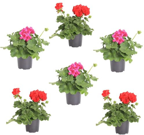 Pack de Seis Geranios Naturales Plantas de Jardín o Terraza Ideales para el Hogar