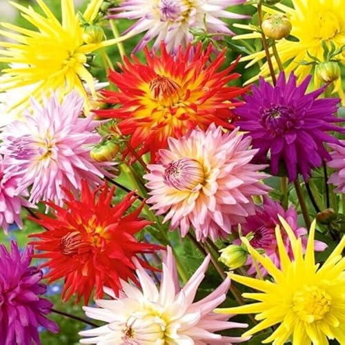 Dahlia 'Cactus' hybrids Mixed - 200 Seeds+ freebie + Plant tag (Dahlia variabilis)