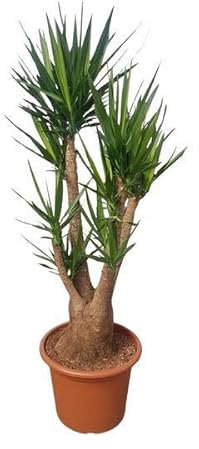 Elephantipes Yucca ramificati – 190 cm – Ø 55
