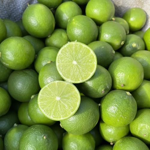 Limonero resistente - semillas limonero planta de balcón plantas frutales plantas de balcón árboles frutales enanos limonero real plantar semillas árboles frutales plantas para 100pcs