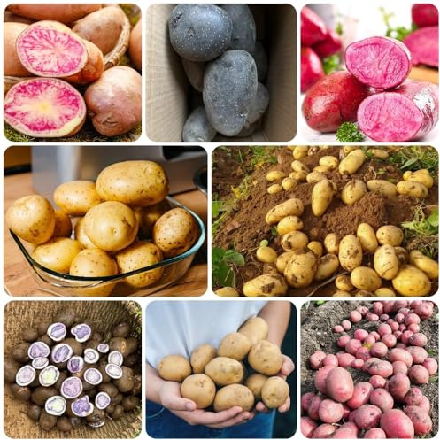 semillas de papa, organicas semillas exóticas Las de jardín son 500pcs