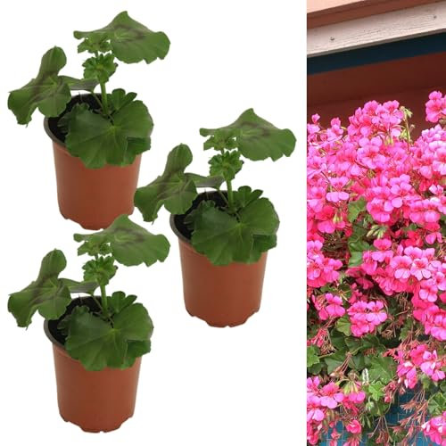 Carbeth Plants Rose Pink Trailing Geranium 3 x Plant in 9cm Pot - Summer Flowering Ivy Geranium Shrubs for Outdoor Growing - Ready to Plant in Hanging Baskets, Window Boxes and Patio Pots