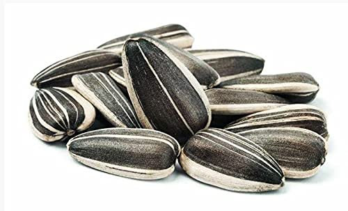 Graines de tournesol strié moyen 1 kg