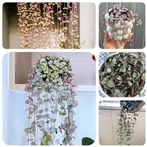 200 pcs Ceropegia woodii Samen, balkon deko blumendeko deko pflanze Leuchterblume Samen, bonsai samen, garten geschenk gewächshaus balkon bonsai baum nachhaltige geschenke für frauen