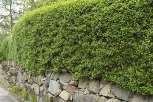 Green Privet Hedging Plants Bare Root Evergreen Grade A Sapling Ligustrum Ovalifolium (25 x 60-80cm)