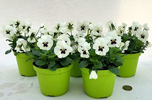 POWERS TO FLOWERS - VIOLE DEL PENSIERO, VIOLA A FIORE PICCOLO BIANCO, 5 PIANTE, Vaso 10,5cm diametro, piante vere