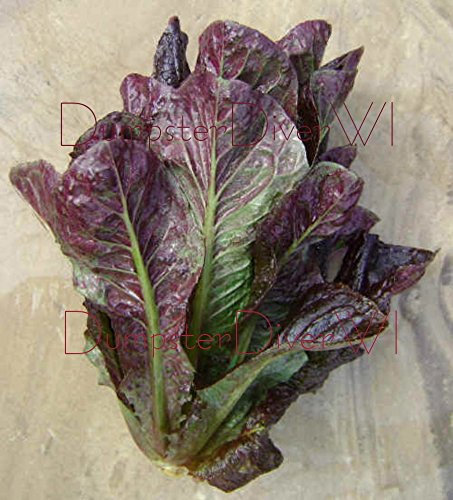 Lattuga romana super rossa biologica 600+ Cimelio semi gustoso non OGM
