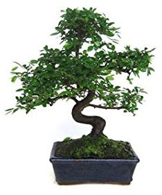 Zelkova parvifolia 8 años OLMO CHINO