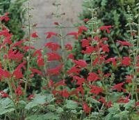 Salvia roemeriana 'Hot Trumpets' / Cedar Sage/Hardy Perennial/Seeds