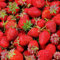 Strawberry 'Elsanta' Bare Root High Yield Mid Season Fruit Bush Garden Plants (20 Plants)