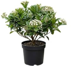 Viburnum Arbusto Ornamental para Exterior, Ideal para Jardín, Patio o Terraza Amplia DECOALIVE