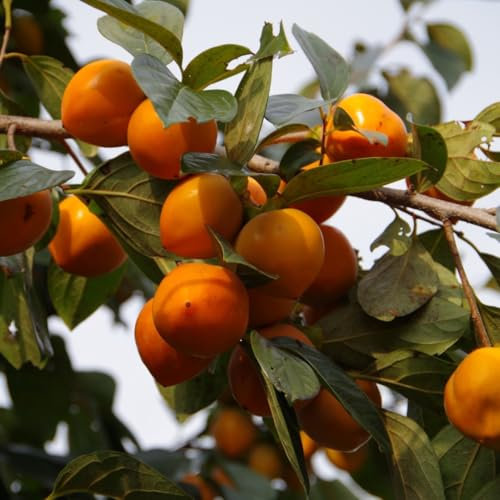 Albero di Cachi o Kaki, 2 Anni, Pianta da Frutto in Vaso