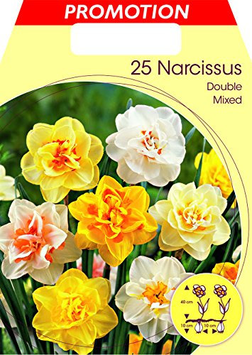 Flora Elite 034916 Narzisse Double Mischung (25 Stück) (Narzissenzwiebeln) (Großpackung)