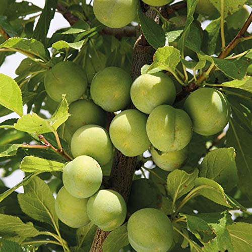 Gage 'Reine Claude d´Oullins' Plum Tree - Self-Fertile, Large Yellow Fruits - Ideal for Baking and Fresh Eating - Hardy and Reliable UK Variety - 1x St Julien Bare Root by Thompson & Morgan