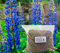 Lupinen Blaue Probor Gründüngung 5 kg Frische Saat