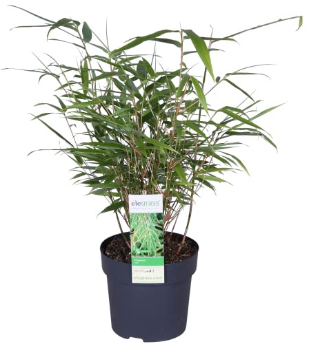 Bloomique - Fargesia rufa - Bambú no invasivo - Resistente al frío - Perenne - Plantas de jardín - Altura 20-30 cm - Maceta 10 cm