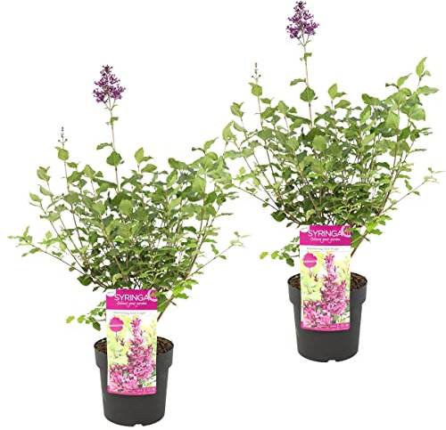 Syringa 'Bloomerang Dark Purple' | Lilas violet par 2 pièces - Plante extérieure en pot de culture ⌀19-50-60 cm