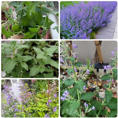 Semi di gatta, balcone con letto Semi di menta, Nepeta cataria, giardino sul balcone per giardino 300pcs