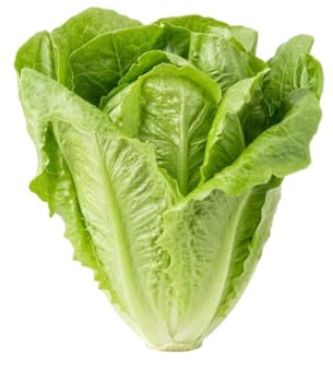 Semillas de Lechuga Romana DECOALIVE | Cultivo Fácil para Terraza, Balcón o Jardín