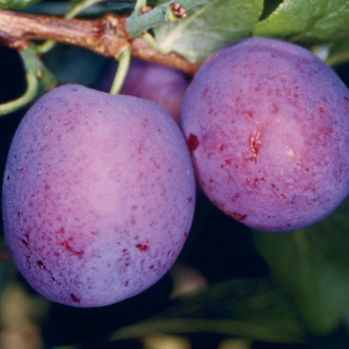 Tree Seeds Online - Plum,Pear Damson. Cherry and Wild Cherry. Collection - 2 Packs