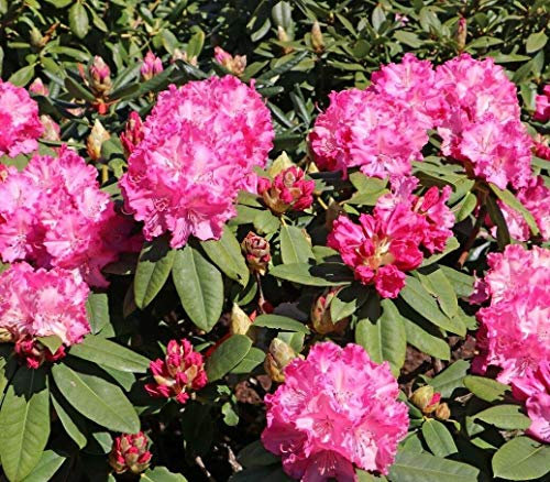 Rhododendron Germania Pink Evergreen Shrub Plant Extra Large in a 10 Litre Pot by DirectPlants™